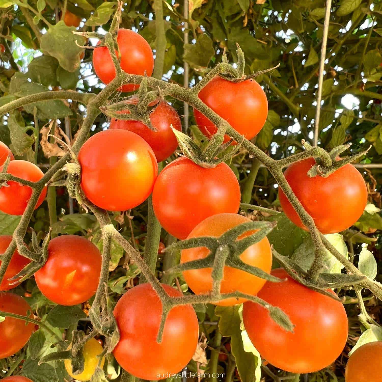 Οι ντομάτες Sungold Cherry αναπτύσσονται στον κήπο