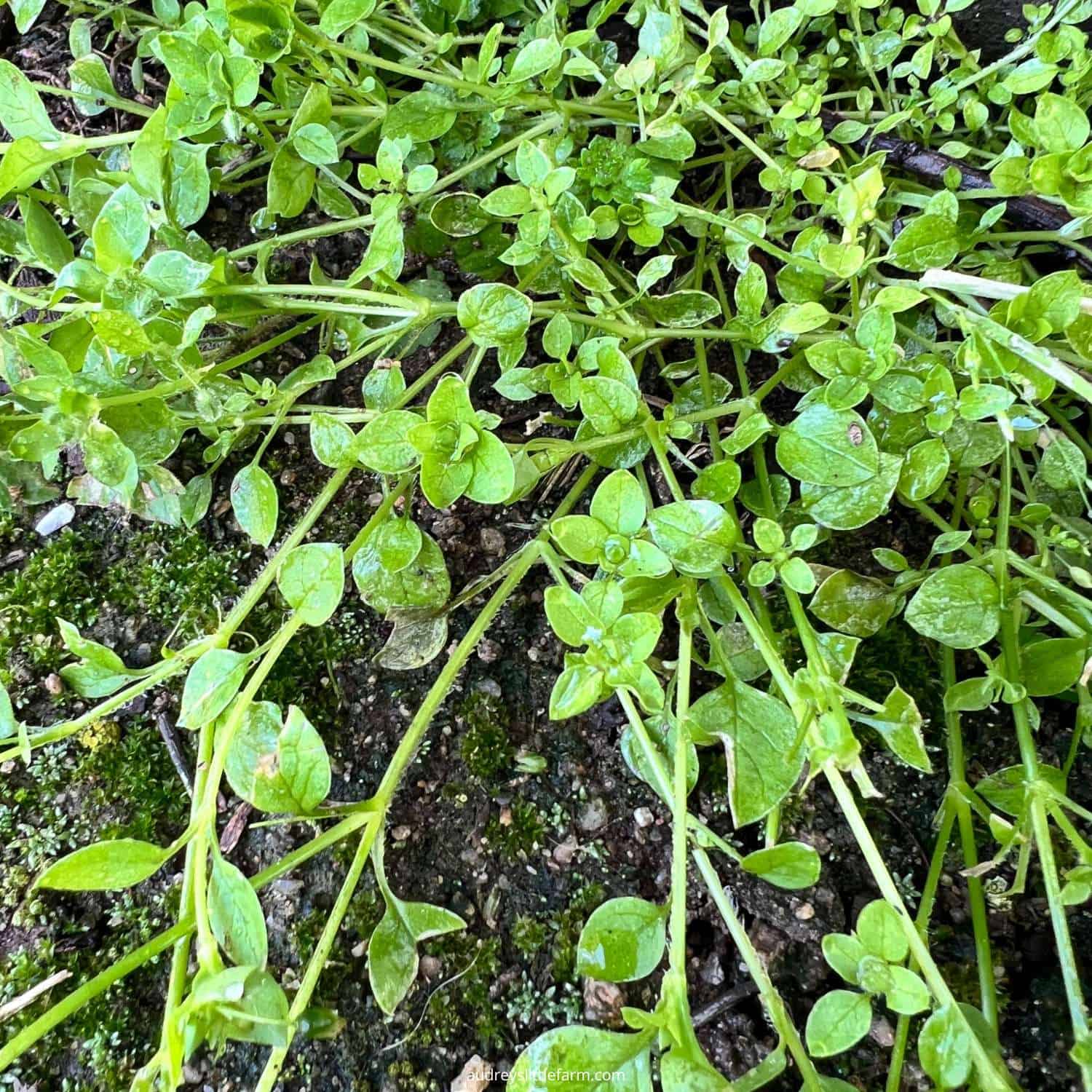 Το Chickweed μεγαλώνει στον κήπο