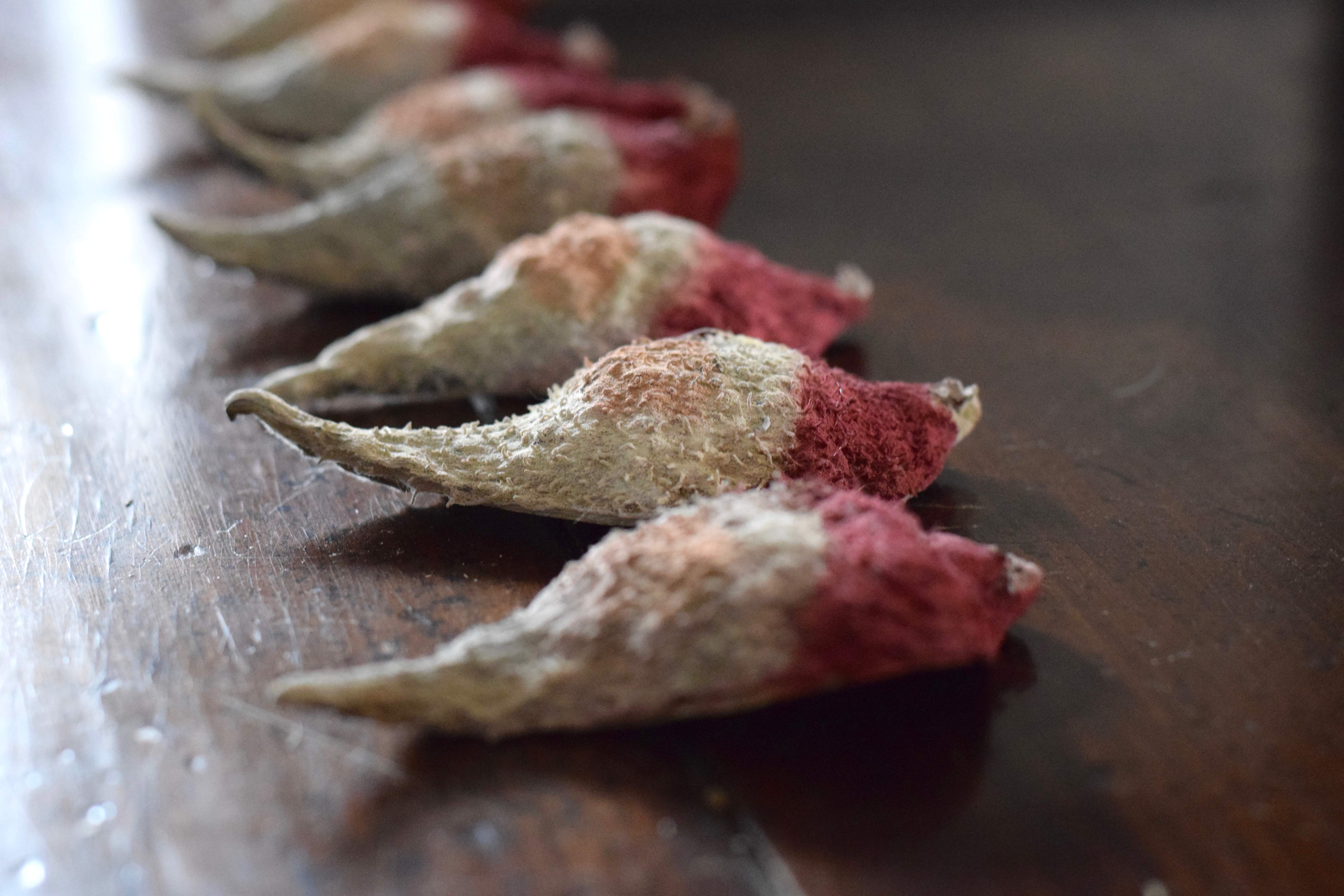 MilkWeed Pod Santa Ornaments {Χειροποίητο δώρο} ρουστίκ φυσικό φθηνό φαινόμενο | Ομοίως