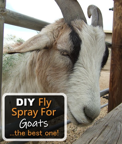DIY Fly Spray για κατσίκες