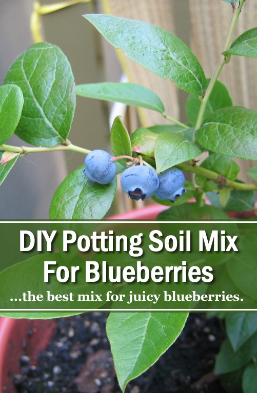 DIY potting μίγμα εδάφους για βακκίνια