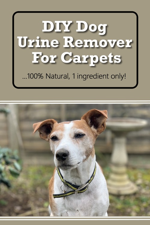 Αφαίρεση ούρων Diy Dog για χαλιά