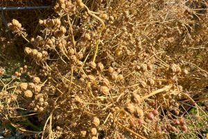 Πώς να αποθηκεύσετε σπόρους Cilantro: Ένας απλός οδηγός για τους κηπουρούς στο σπίτι