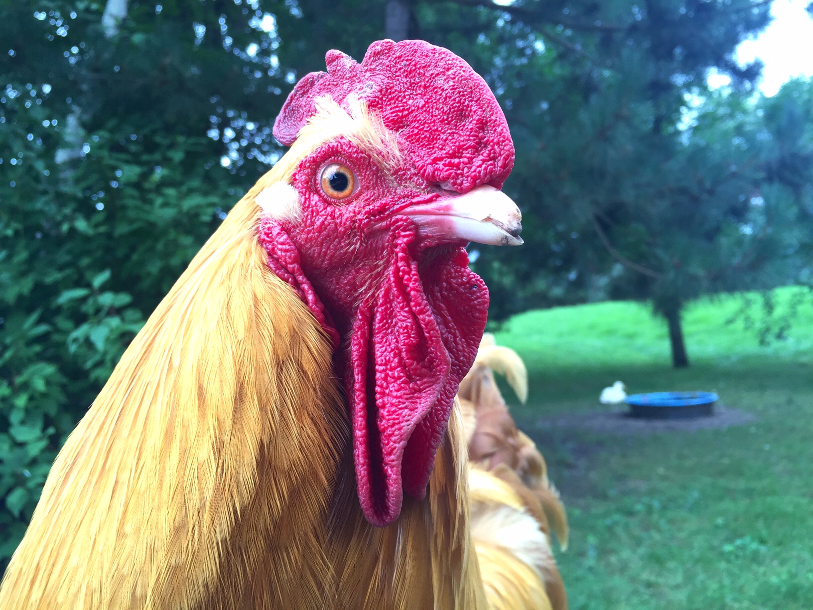 Bolivar Rooster, Bolivar Rooster, σούπερ κολλώντας ένα σπασμένο ράμφος κοτόπουλου ή ... πώς έγινα μια τρελή κυρία κοτόπουλο | Ομοίως